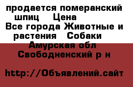 продается померанский шпиц  › Цена ­ 35 000 - Все города Животные и растения » Собаки   . Амурская обл.,Свободненский р-н